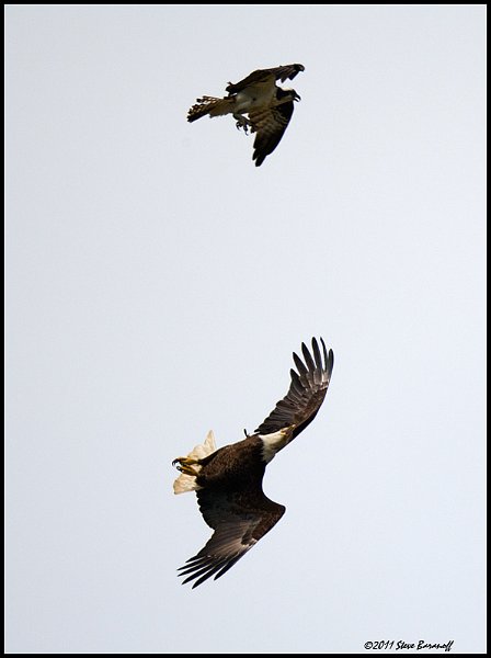 _1SB9248 opsrey harrassing bald eagle.jpg